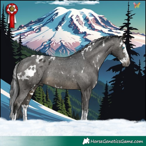 Horse Color:Gray White Spotted Buckskin Splash Varnish Rabicano 