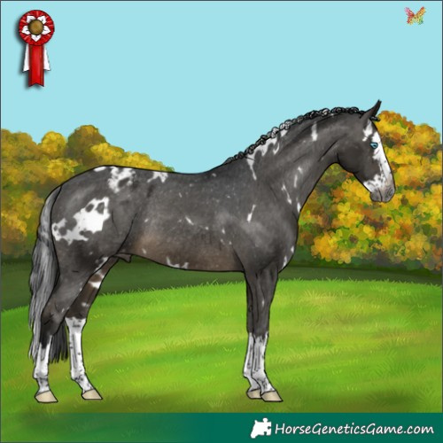 Horse Color:Gray White Spotted Buckskin Splash Appaloosa Rabicano 