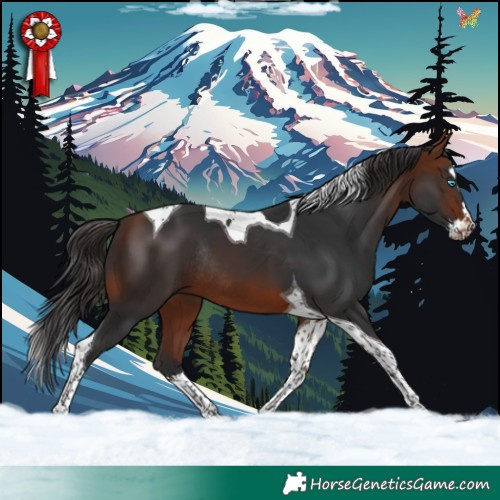 Horse Color:Bay Splash Tobiano Rabicano 