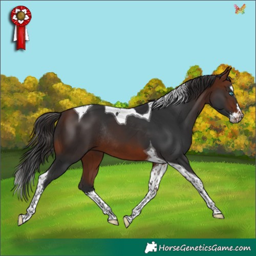 Horse Color:Bay Splash Tobiano Rabicano