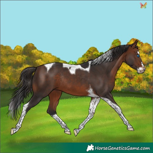 Horse Color:Bay Splash Tobiano Rabicano