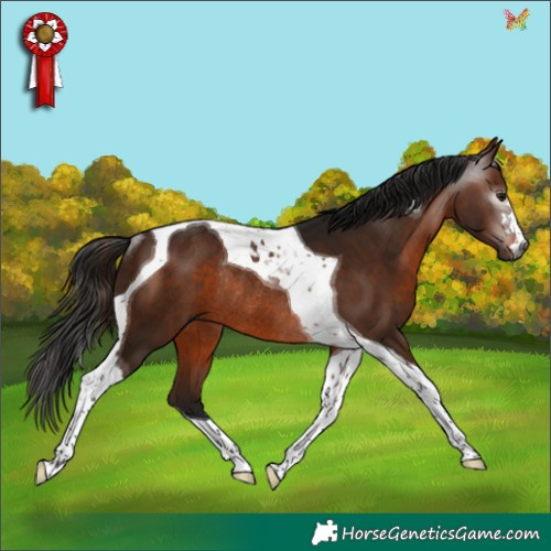 Horse Color:Gray Bay Tobiano Rabicano 