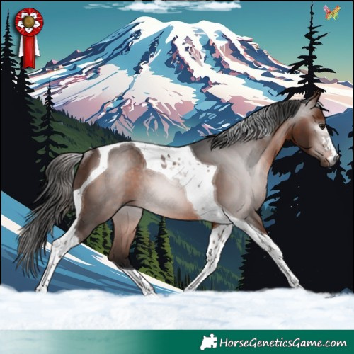Horse Color:Gray Bay Tobiano Rabicano 