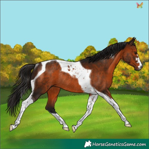 Horse Color:Gray Bay Tobiano Rabicano