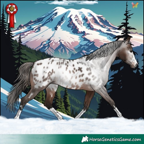 Horse Color:Gray Bay Appaloosa Rabicano 