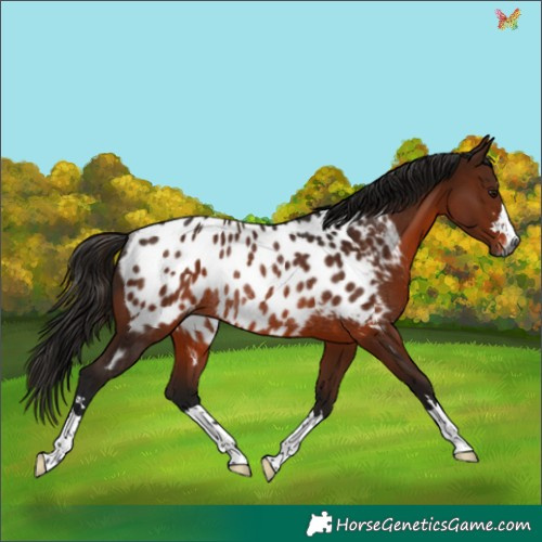 Horse Color:Gray Bay Appaloosa Rabicano 