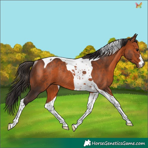 Horse Color:Bay Tobiano Rabicano 