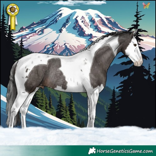 Horse Color:Liver Chestnut Splash Tobiano Appaloosa Rabicano 