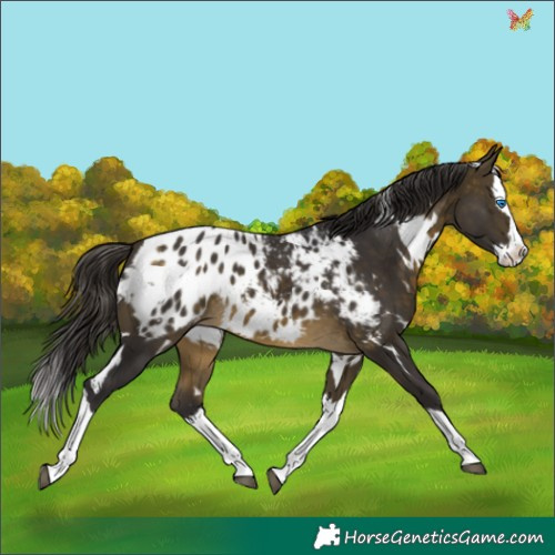 Horse Color:White Spotted Buckskin Splash Appaloosa