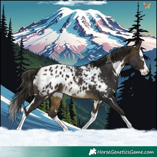 Horse Color:White Spotted Buckskin Splash Appaloosa 