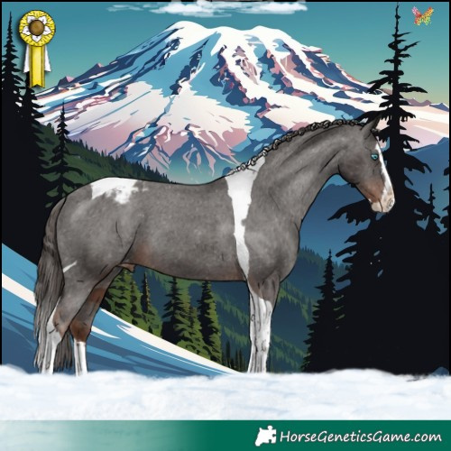 Horse Color:Liver Chestnut Splash Tobiano Appaloosa 