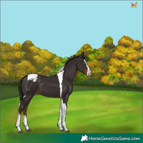 Horse Color:Liver Chestnut Splash Tobiano Appaloosa 