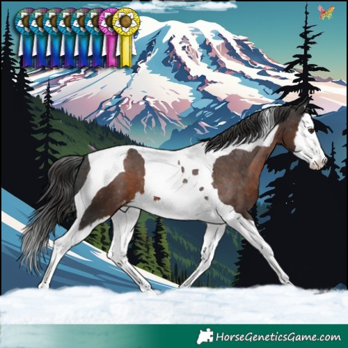 Horse Color:Liver Chestnut Splash Tobiano Varnish 