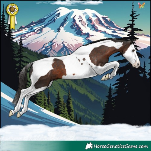 Horse Color:Liver Chestnut Splash Tobiano Appaloosa 