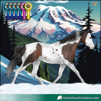 Horse Color:Liver Chestnut Splash Tobiano Appaloosa