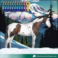 Horse Color:Liver Chestnut Splash Tobiano Varnish 