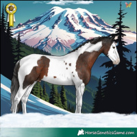 Horse Color:Liver Chestnut Splash Tobiano Appaloosa 