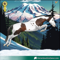 Horse Color:Liver Chestnut Splash Tobiano Appaloosa 