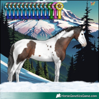 Horse Color:Liver Chestnut Splash Tobiano Varnish 