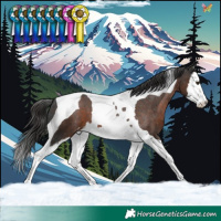 Horse Color:Liver Chestnut Splash Tobiano Appaloosa