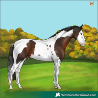 Horse Color:Liver Chestnut Splash Tobiano Appaloosa 