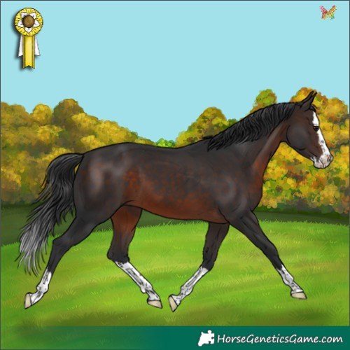 Horse Color:Brown Splash 