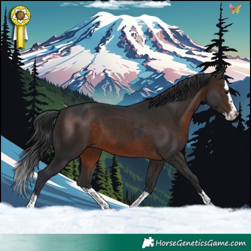 Horse Color:Brown Splash 