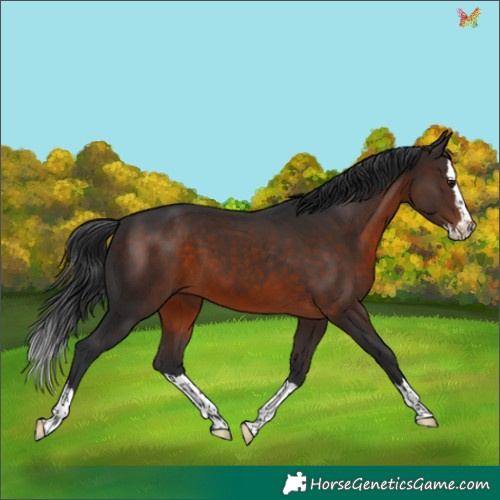 Horse Color:Brown Splash
