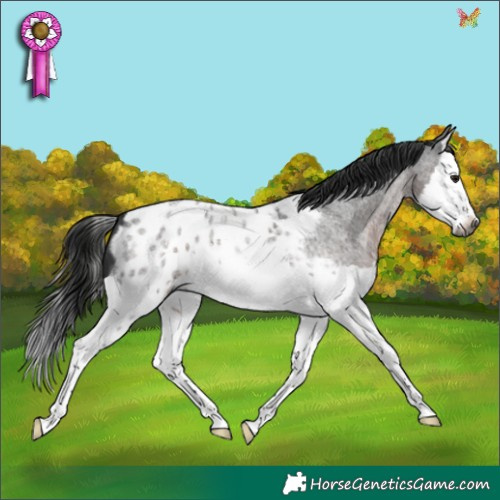 Horse Color:Gray Brown Roan Splash Appaloosa 