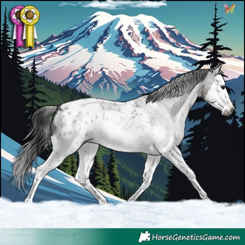 Horse Color:Gray Brown Roan Splash Appaloosa 