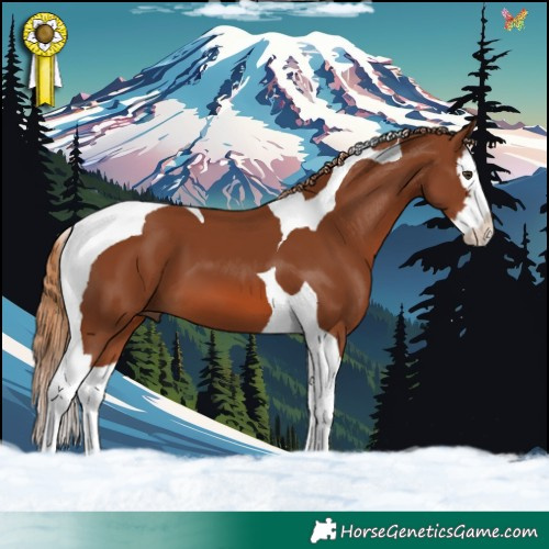 Horse Color:Chestnut Splash Tobiano 