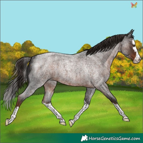 Horse Color:Liver Red Roan Splash Rabicano 