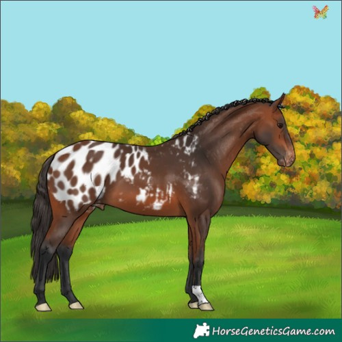 Horse Color:Bay Appaloosa 
