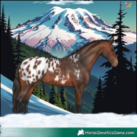 Horse Color:Bay Appaloosa 