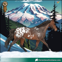 Horse Color:Bay Appaloosa 