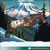 Horse Color:Bay Appaloosa 
