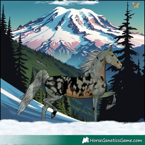 Horse Color:Void Watercolor White Spotted Silver Brown Appaloosa 
