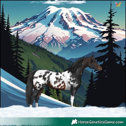 Horse Color:Brown Tobiano Appaloosa 