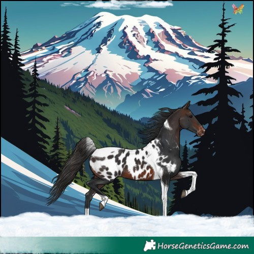Horse Color:Brown Tobiano Appaloosa 