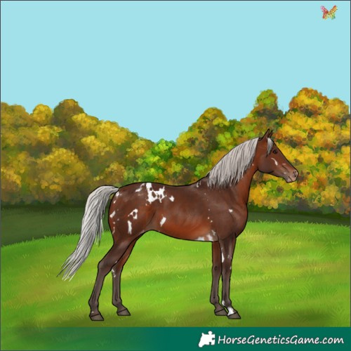Horse Color:White Spotted Silver Brown Appaloosa