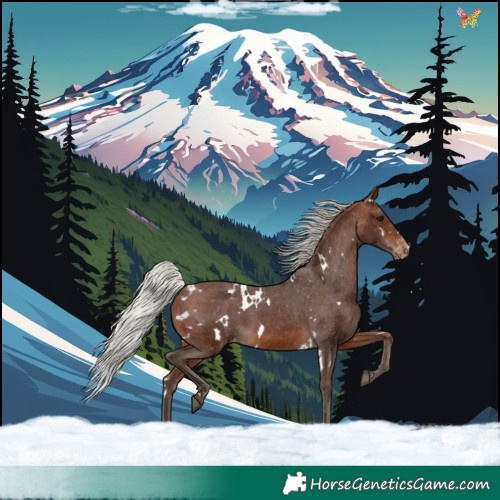 Horse Color:White Spotted Silver Brown Appaloosa 