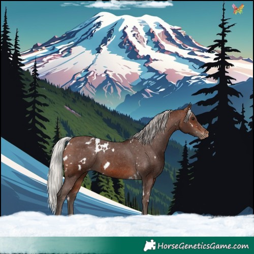 Horse Color:White Spotted Silver Brown Appaloosa 