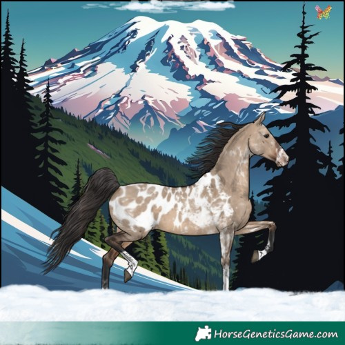 Horse Color:Brown Dun Tobiano Appaloosa 