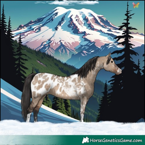 Horse Color:Brown Dun Tobiano Appaloosa 