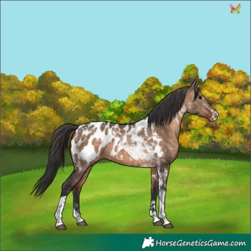 Horse Color:Brown Dun Tobiano Appaloosa 