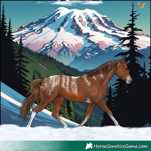 Horse Color:Powder White Chestnut Tobiano 
