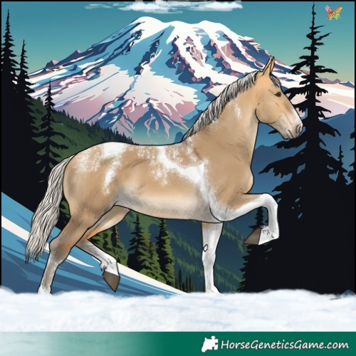 Horse Color:Powder White Silver Buckskin Dun Tobiano 