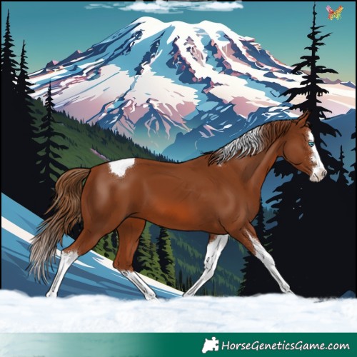 Horse Color:Chestnut Splash Tobiano 