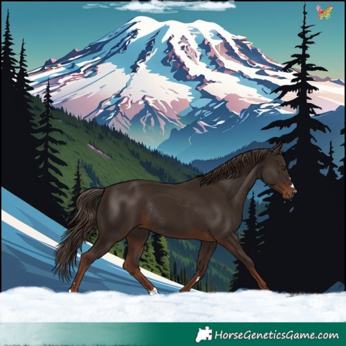 Horse Color:Liver Chestnut Rabicano 