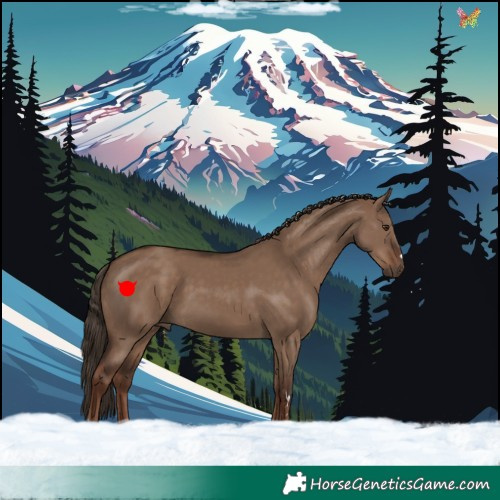 Horse Color:Liver Red Dun 